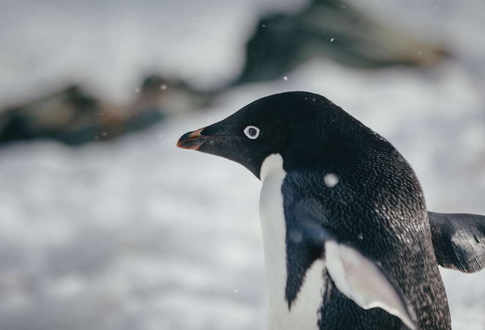 Antarctic Express: Fly the Drake - Quark Expeditions - Chile - Image 4