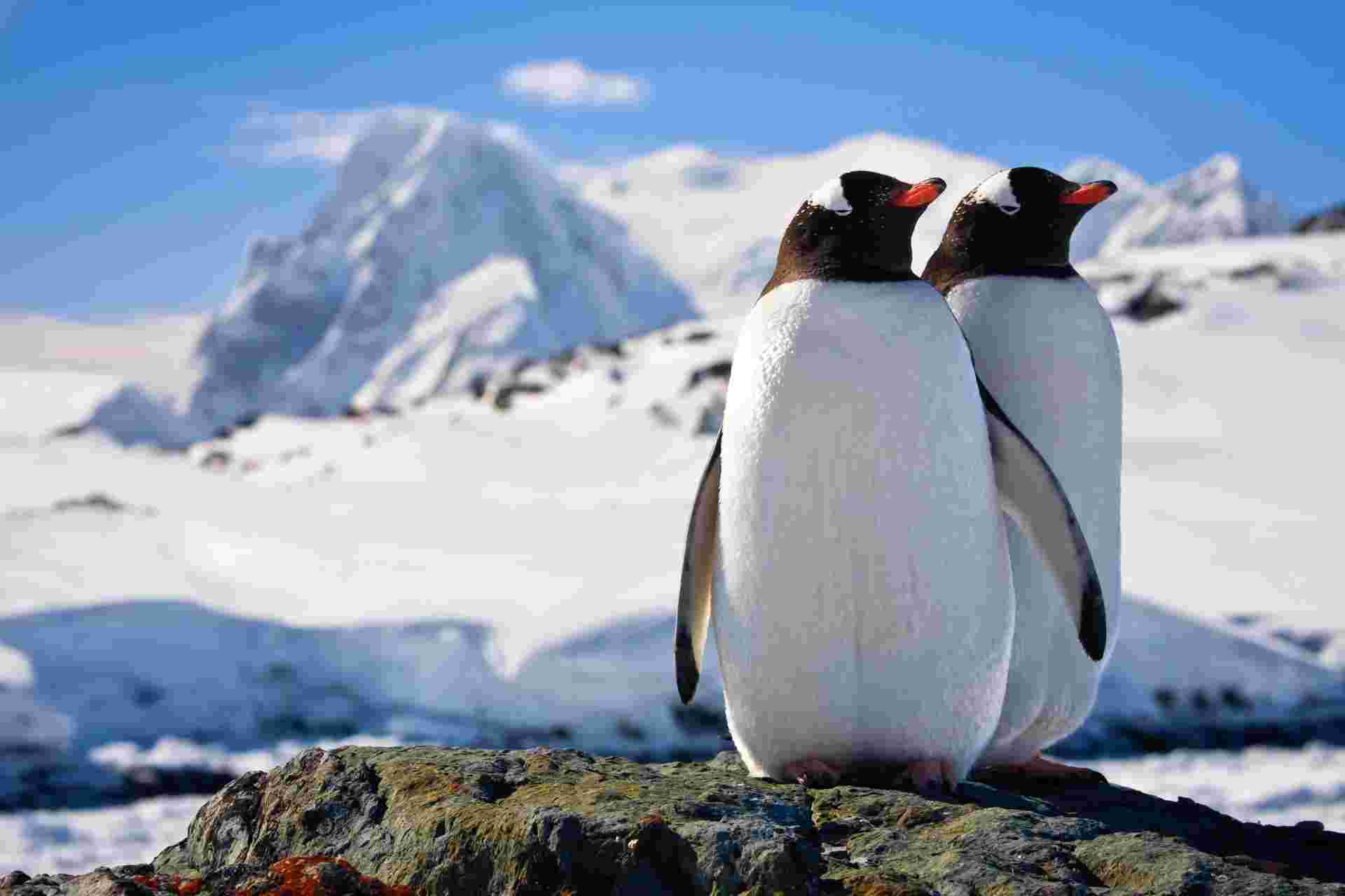 Antarctic Express: Fly the Drake
