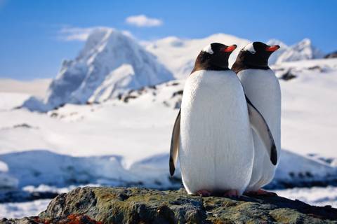 Antarctic Express: Fly The Drake - March 2026