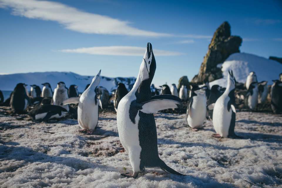 Antarctic Express: Fly the Drake - Exodus Adventure Travels - Chile - Image 11