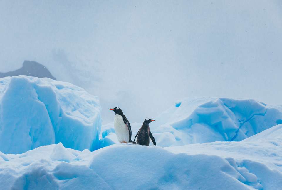 Antarctic Express: Fly the Drake - Exodus Adventure Travels - Chile - Image 9