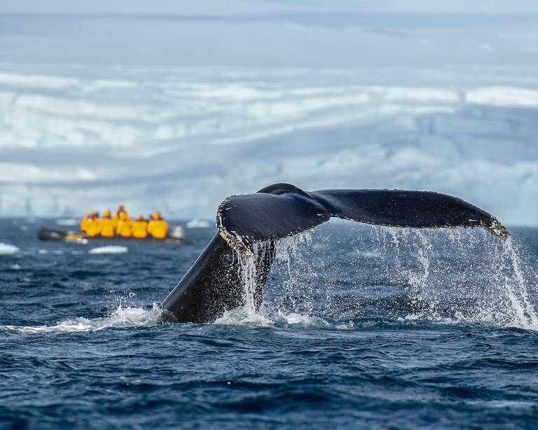 Antarctic Marine Mammals: The World of Whales and Seals trip - alternative tour available