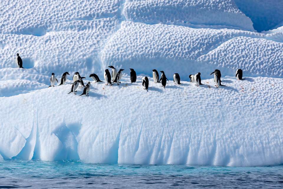 Antarctic Marine Mammals: The World of Whales and Seals - Quark Expeditions - Argentina - Image 2