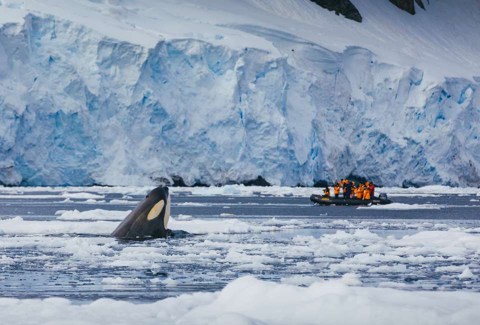 Antarctic Marine Mammals: The World of Whales and Seals - Quark Expeditions - Argentina - Image 3