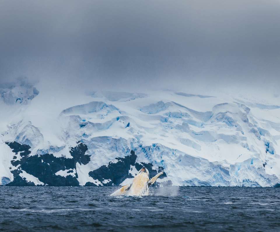 Antarctic Marine Mammals: The World of Whales and Seals - Quark Expeditions - Argentina - Image 4