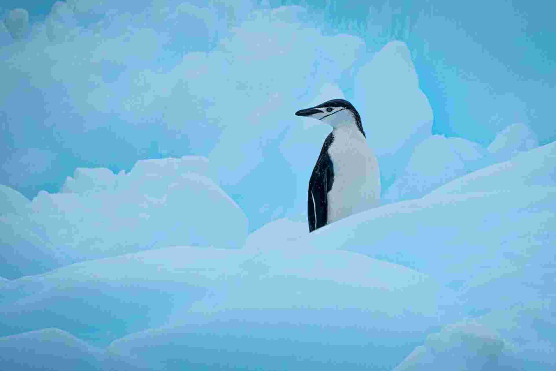 Antarctic Peninsula: An Explorer's Expedition (Ocean Victory)