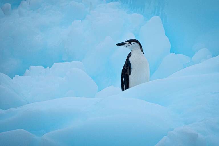 Antarctic Peninsula: An Explorer's Expedition (Ocean Victory) - January 2027