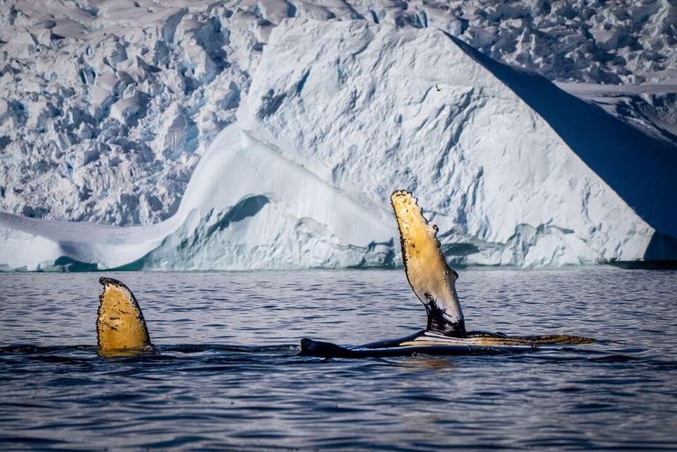 Antarctic Peninsula: An Explorer's Expedition (Ocean Victory) - Intrepid Travel - Argentina - Image 4