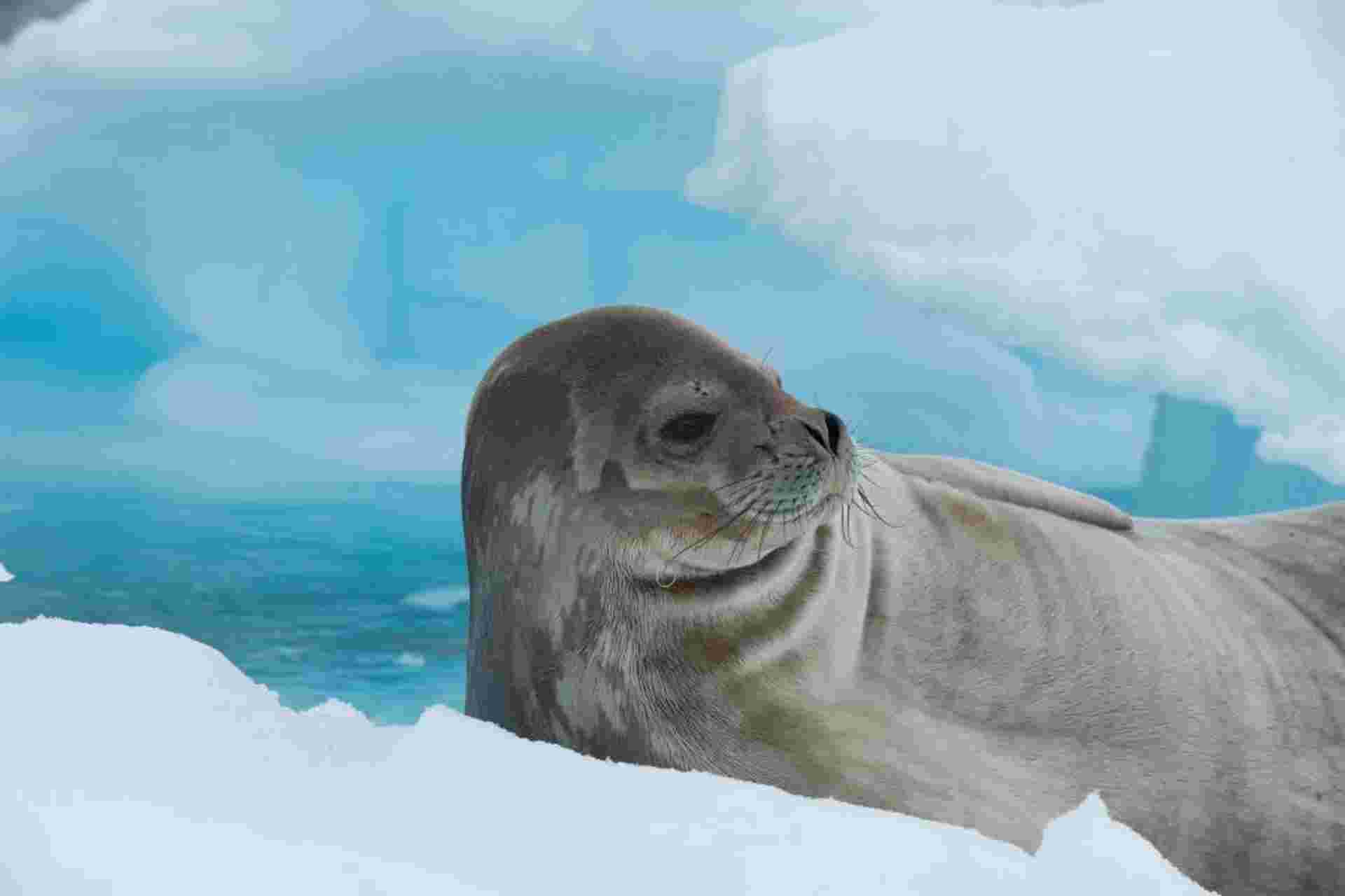 Antarctic Peninsula and Weddell Sea - M/V Sylvia Earle