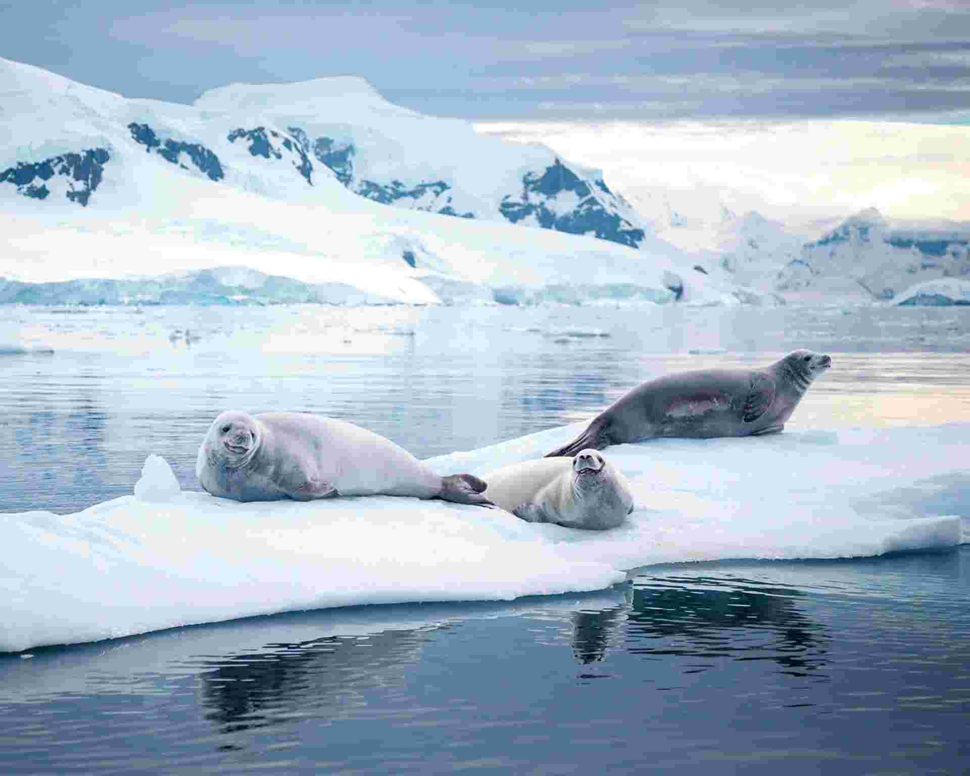 Antarctic Peninsula: Crossing the Circle