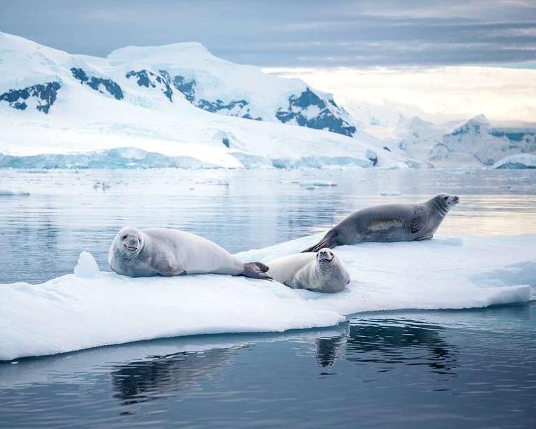 Antarctic Peninsula: Crossing the Circle trip - alternative tour available