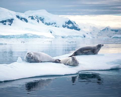 Antarctic Peninsula: Crossing The Circle - 14 Days