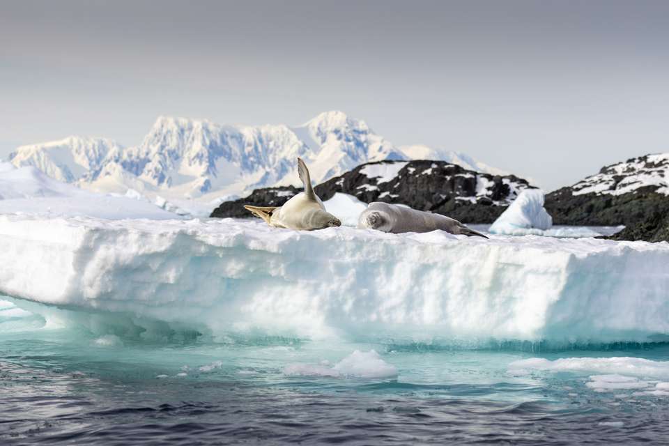 Antarctic Peninsula: Crossing the Circle - Exodus Adventure Travels - Argentina - Image 10