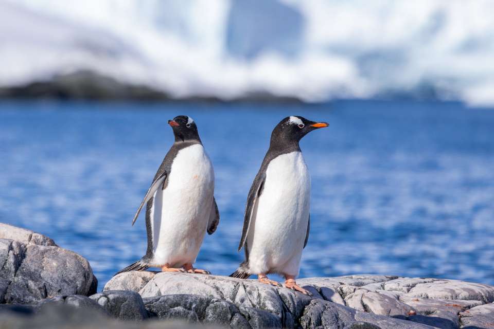 Antarctic Peninsula: Crossing the Circle - Exodus Adventure Travels - Argentina - Image 12