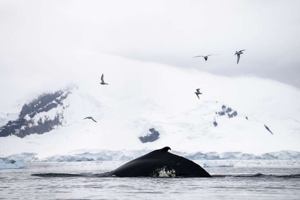 Antarctic Peninsula: The Classic Voyage (Ocean Victory) - Intrepid Travel - Argentina - Image 4