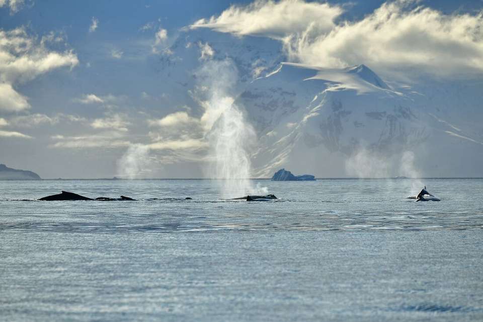 Antarctic Peninsula: The Classic Voyage (Ocean Victory) - Intrepid Travel - Argentina - Image 8