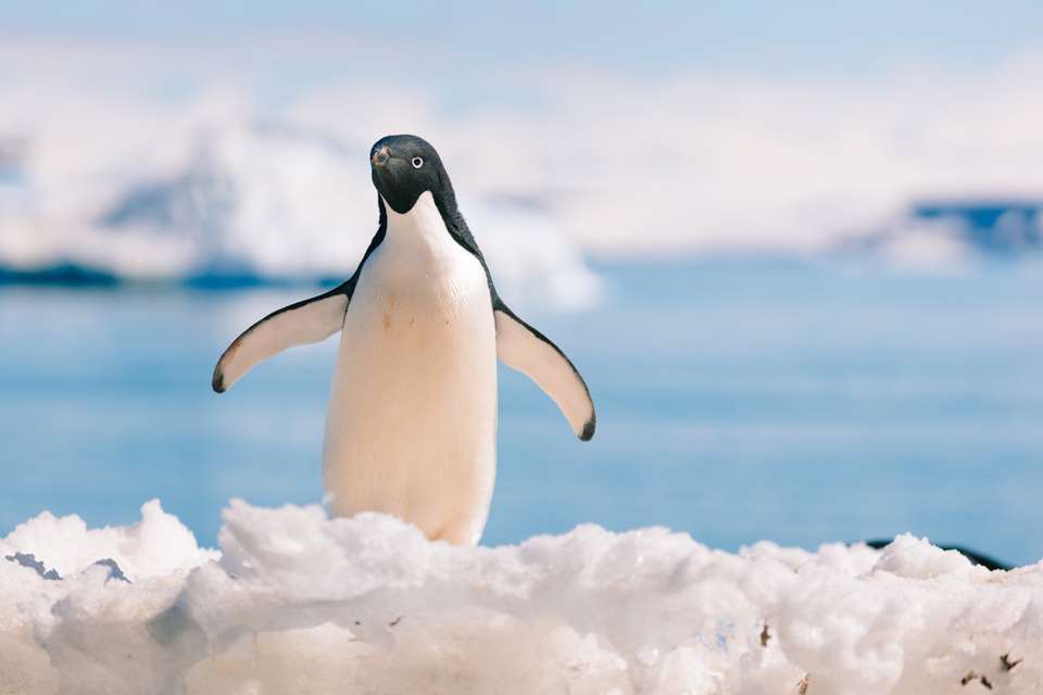 Antarctic Peninsula: The Classic Voyage (Ocean Victory) - Intrepid Travel - Argentina - Image 9