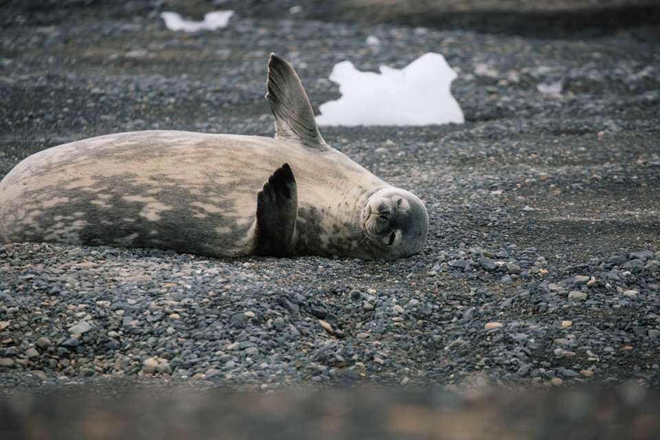 Antarctic Peninsula: The Classic Voyage (Ocean Victory) - Intrepid Travel - Argentina - Image 11