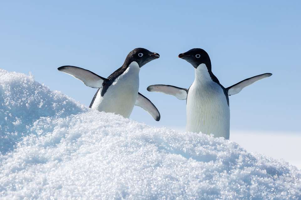 Antarctica by Helicopter: Crossing the Circle and the Peninsula - Quark Expeditions - Argentina - Image 2