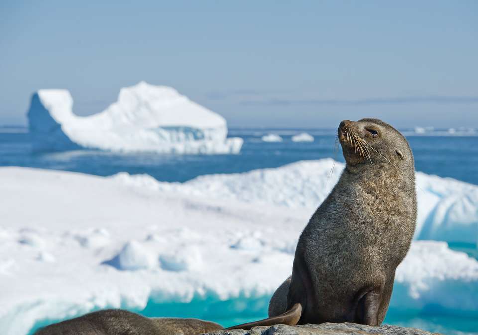 Antarctica by Helicopter: Crossing the Circle and the Peninsula - Exodus Adventure Travels - Argentina - Image 11