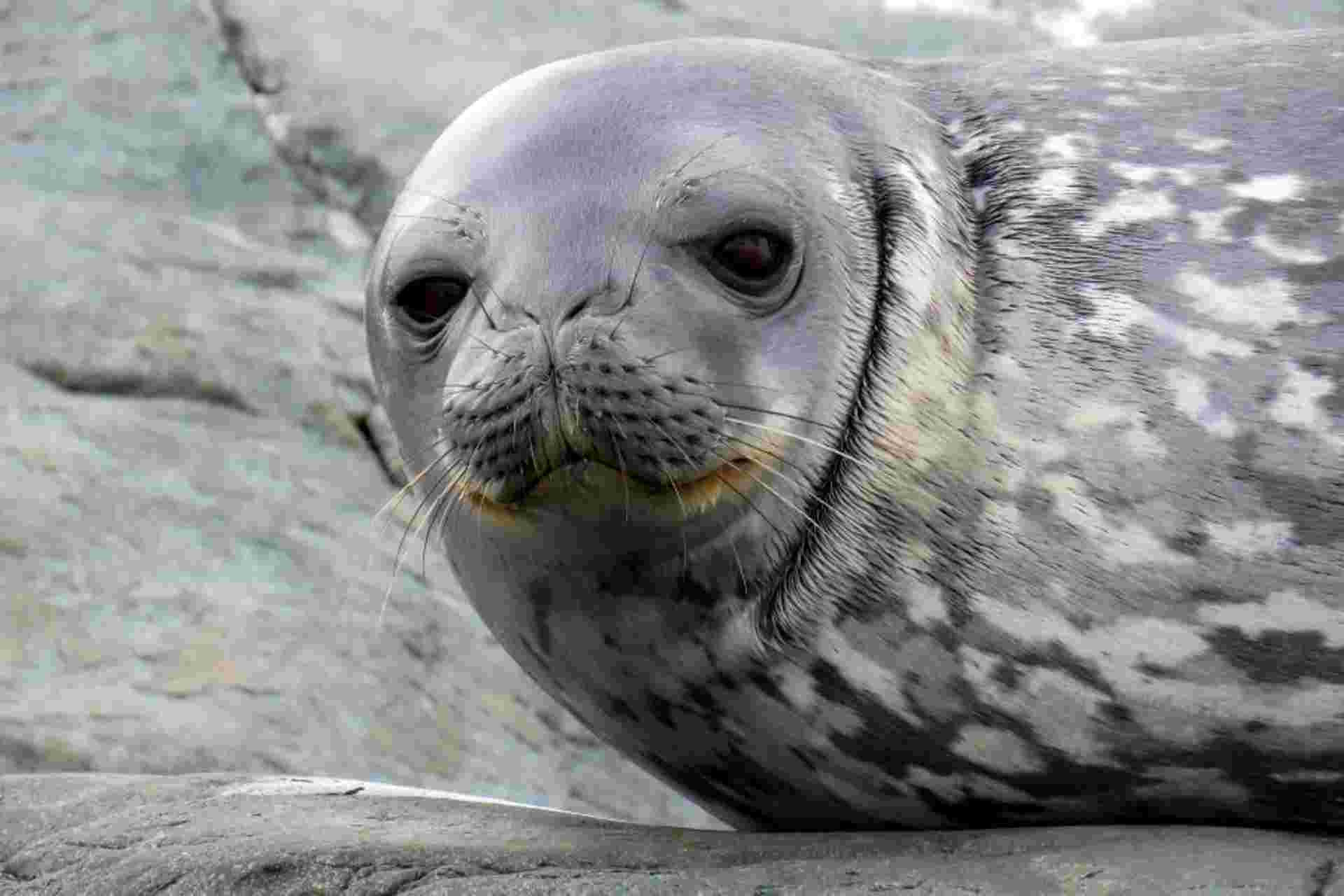 Antarctica In Depth - Expedition