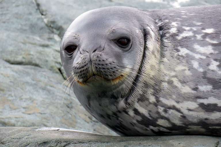 Antarctica In Depth - Expedition trip - alternative tour available