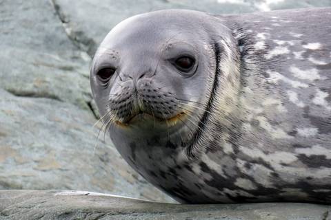 Antarctica In Depth - Expedition - November 2025