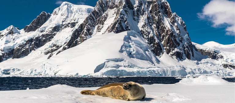 New Year in Antarctica trip - alternative tour available