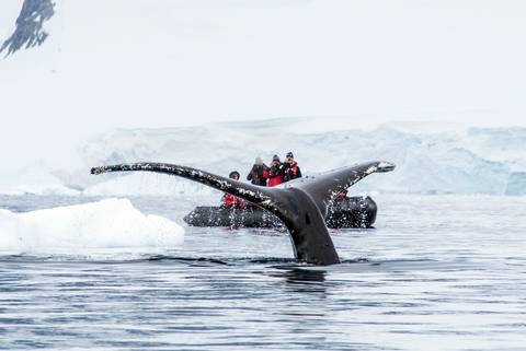 Antarctica's Whale Season (ocean Albatros)