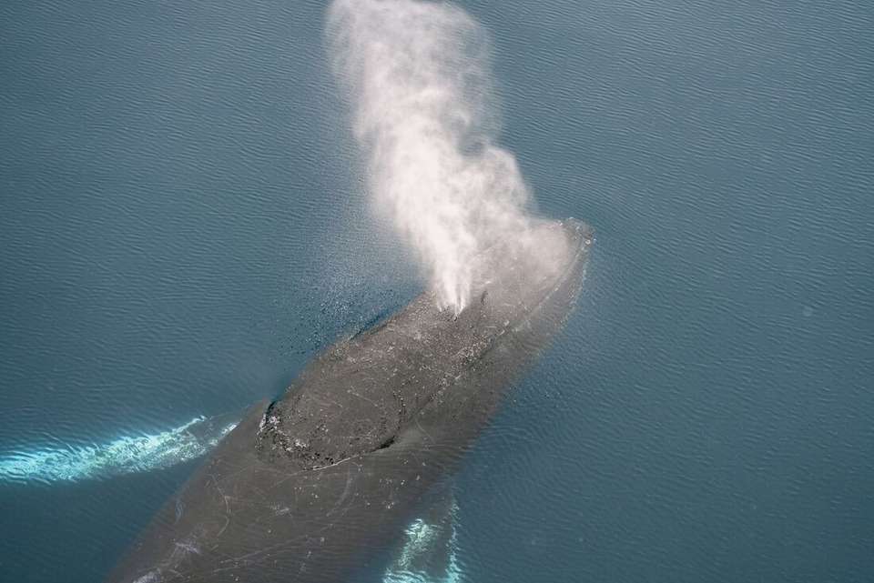 Antarctica's Whale Season (Ocean Albatros) - Intrepid Travel - Argentina - Image 4