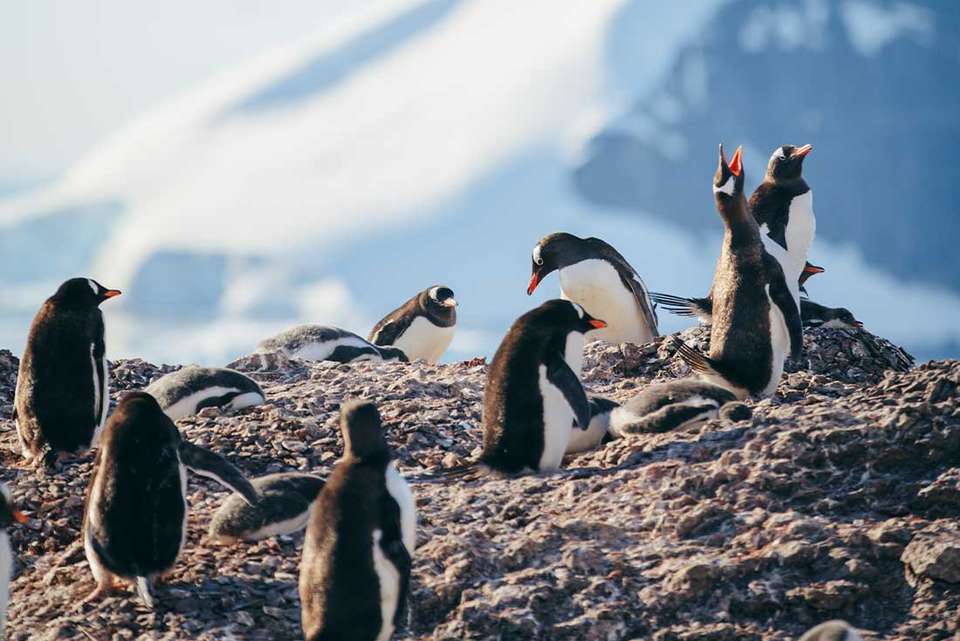 Antarctica's Whale Season (Ocean Albatros) - Intrepid Travel - Argentina - Image 6