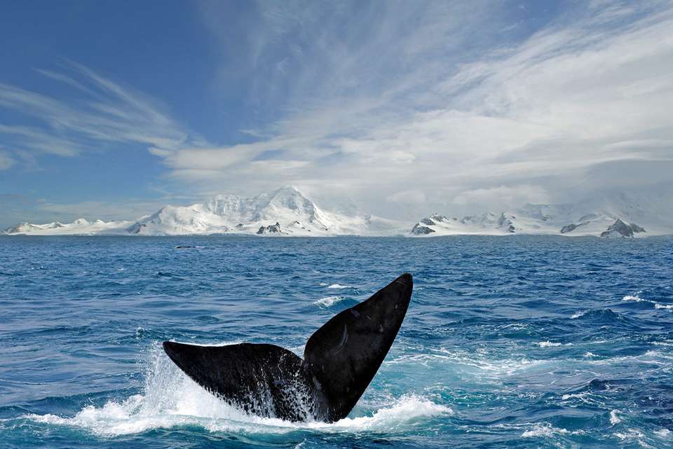 Antarctica's Whale Season (Ocean Albatros) - Intrepid Travel - Argentina - Image 7