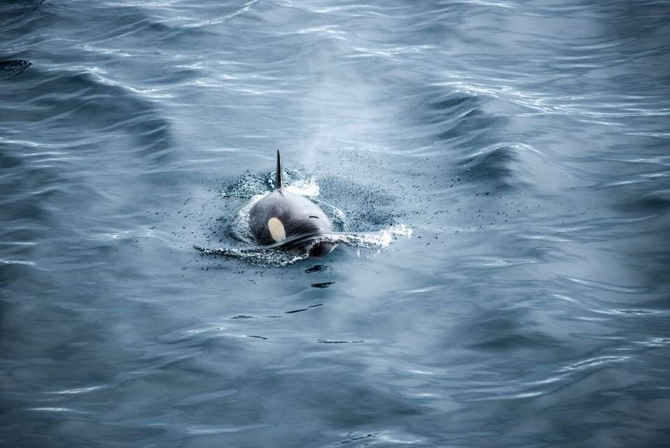 Antarctica's Whale Season (Ocean Albatros) - Intrepid Travel - Argentina - Image 8