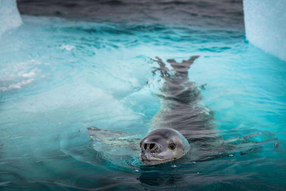 Antarctica's Whale Season (Ocean Albatros) - Intrepid Travel - Argentina - Image 10