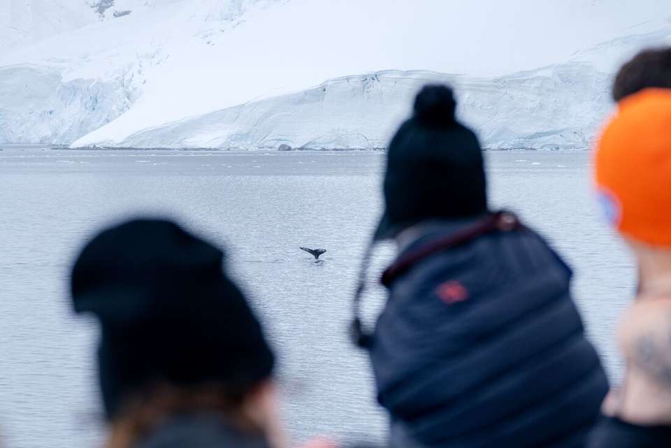Antarctica's Whale Season (Ocean Albatros) - Intrepid Travel - Argentina - Image 13