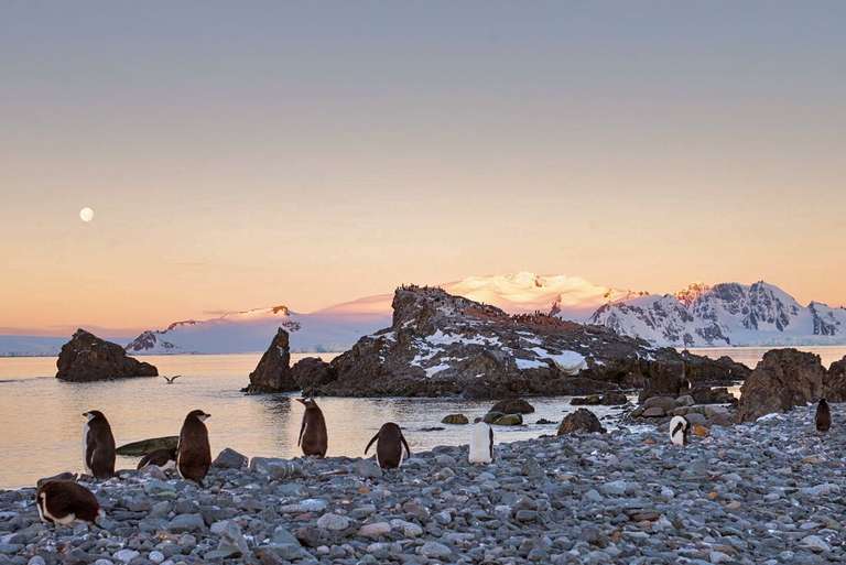 Antarctica Springs to Life (Ocean Victory) trip - alternative tour available
