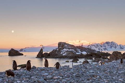Antarctica Springs To Life (ocean Victory) - November 2026