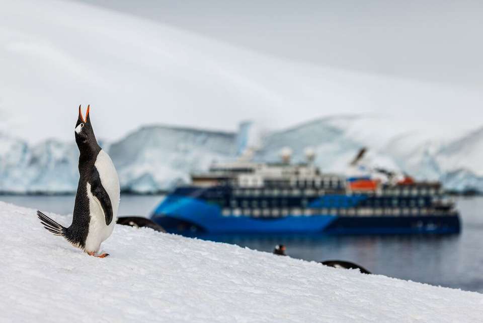 Antarctica Springs to Life (Ocean Victory) - undefined - Image 10