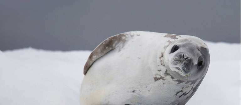 Antarctica - The Realm of Penguins & Icebergs trip - alternative tour available