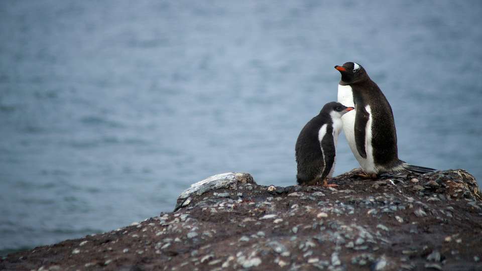 Antarctica: The White Continent - Collette Tours - Argentina - Image 4