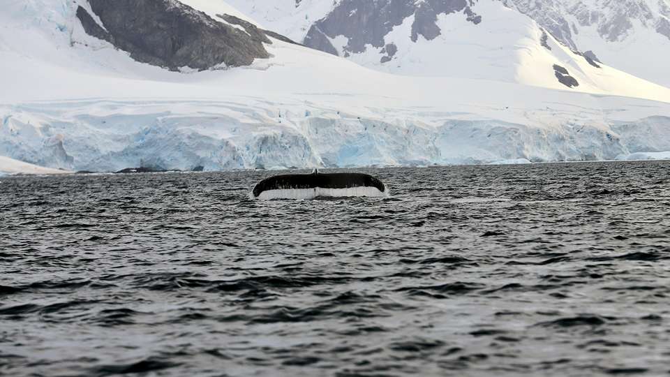 Antarctica: The White Continent - Collette Tours - Argentina - Image 5