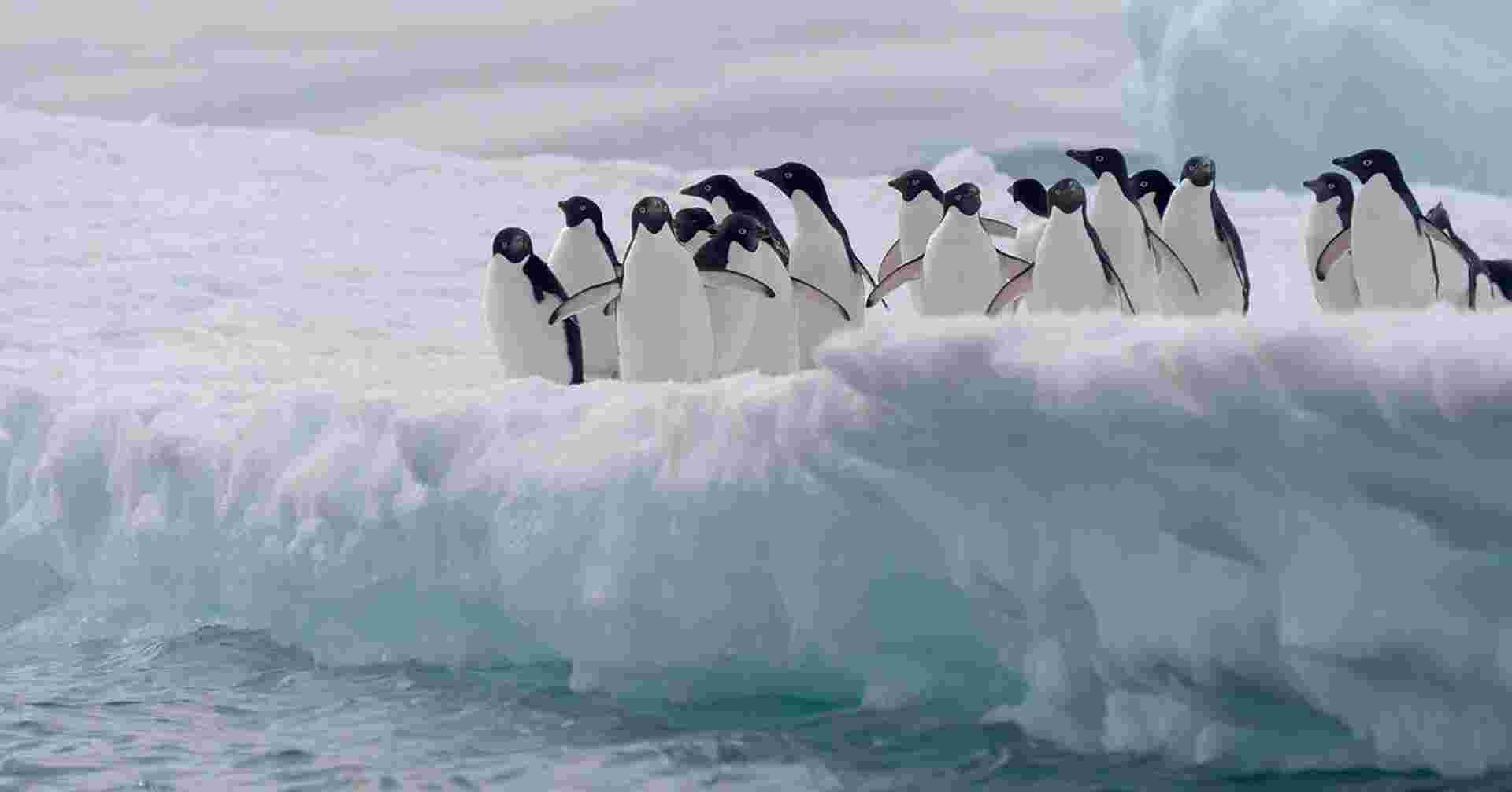 Antarctica Through the Lens -  M/V Greg Mortimer