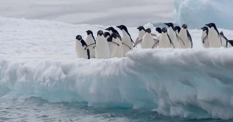Antarctica Through the Lens -  M/V Greg Mortimer trip - alternative tour available