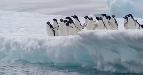 Antarctica Through The Lens - M/v Greg Mortimer - 12 Days