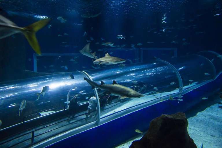 Aquario With Olympic Boulevard trip - alternative tour available