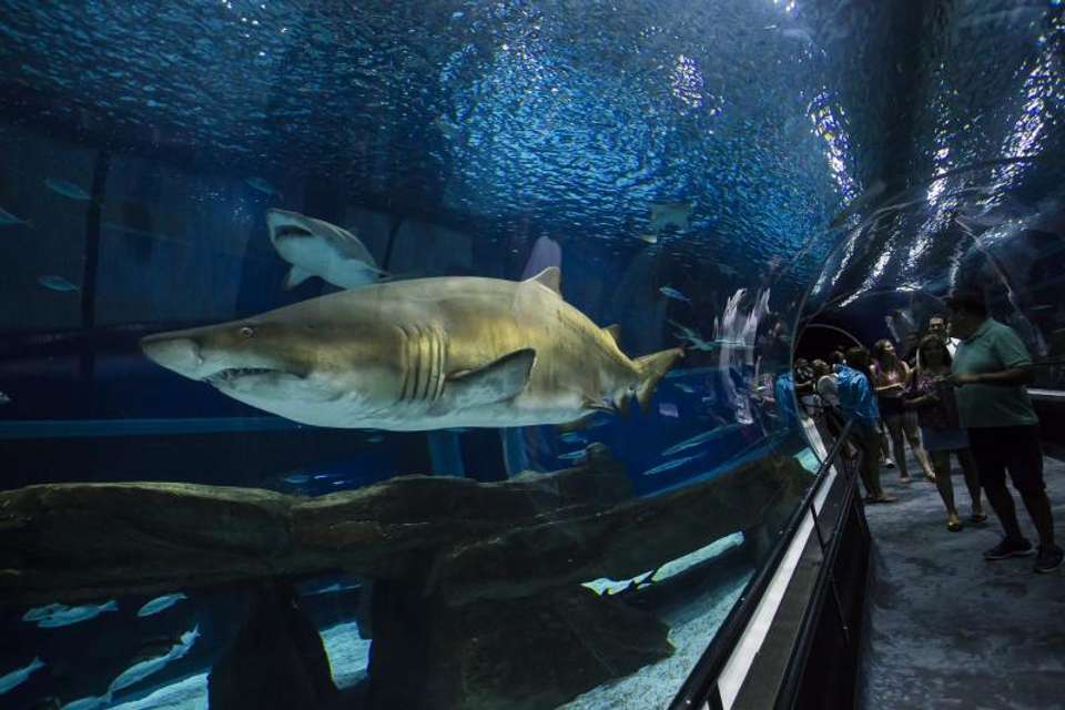 Aquario With Olympic Boulevard - Tangol Tours - Brazil - Image 3