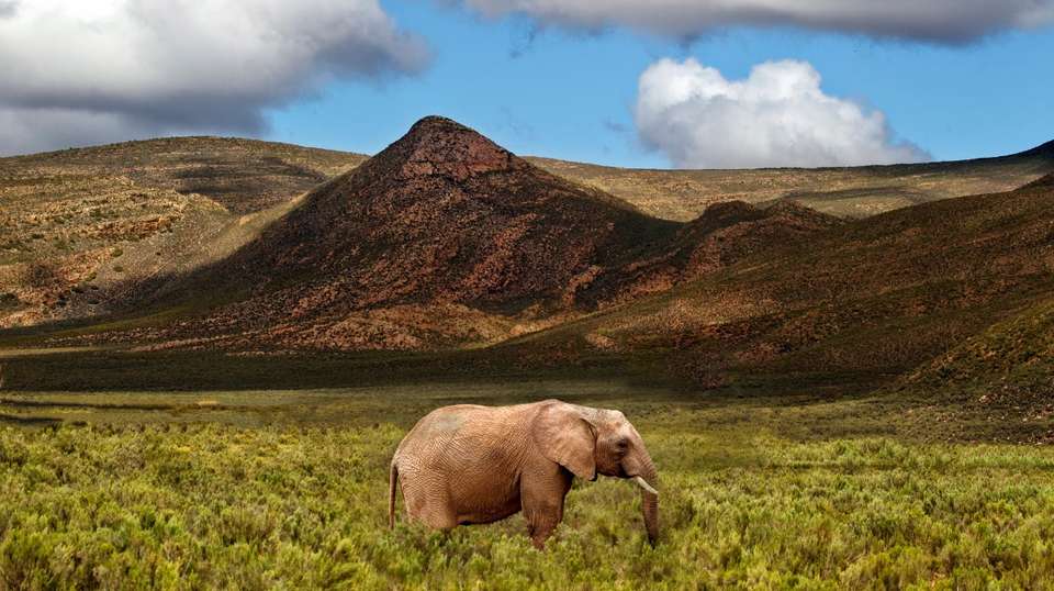 Big Five Wildlife Safari Tour - Cullinan Guided Journeys - South Africa