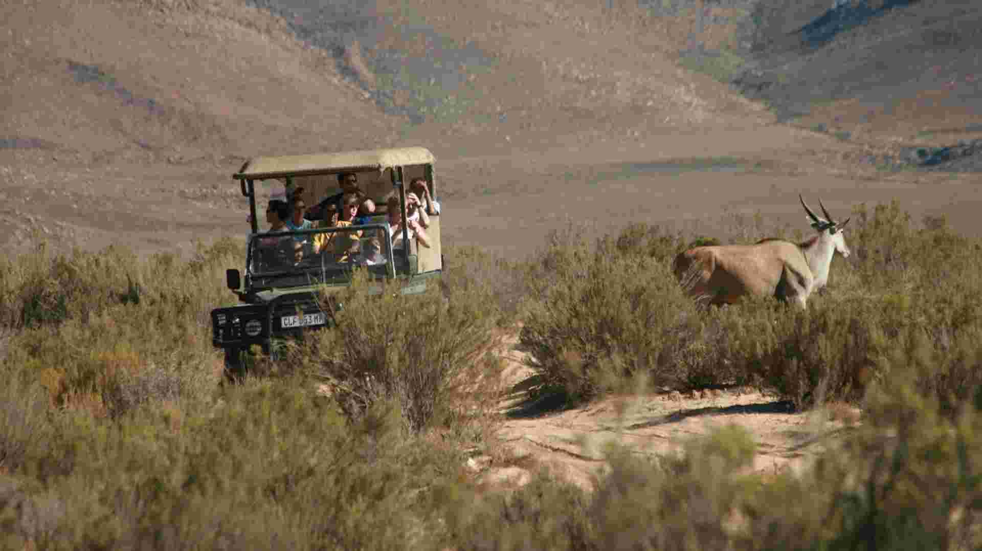 Big Five Wildlife Safari Tour