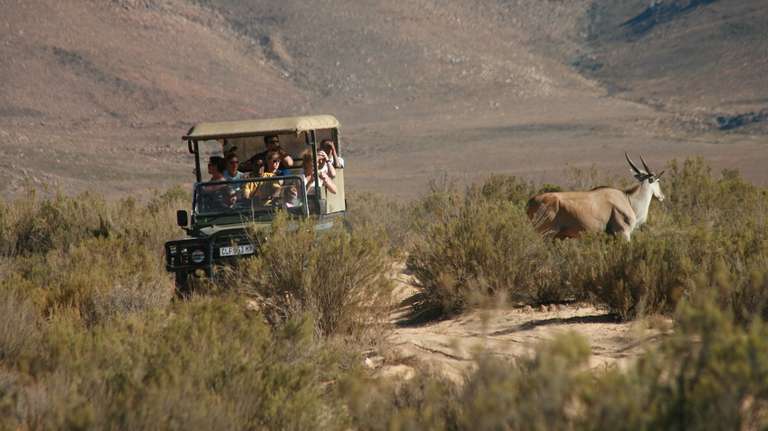 Big Five Wildlife Safari Tour - 9 hours
