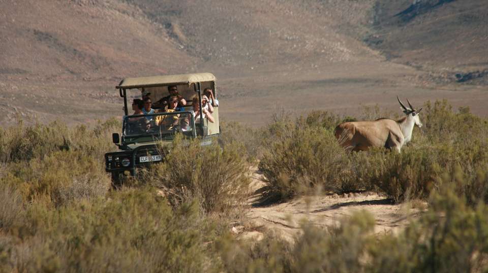 Big Five Wildlife Safari Tour - Cullinan Guided Journeys - South Africa
